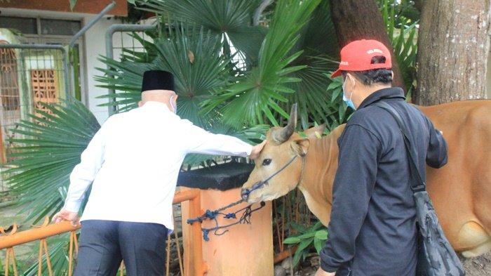 Bupati H Abdul Wahid HK mengelus sapi untuk hewan kurban yang akan dipotong panitia di dekat kantornya, Kota Amuntai, Kabupaten Hulu Sungai Utara (HSU), Provinsi Kalimantan Selatan, Rabu (21/7/2021). Daging kurban dibagikan kepada petugas kebersihan dan lainnya.