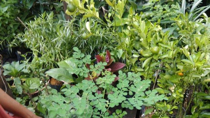 daun kelor