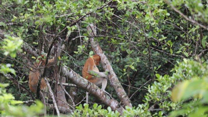 jajaran manajemen Adaro dan Balai Konservasi Sumber Daya Alam (BKSDA) Kalsel melakukan kunjungan ke TWA Pulau Bakut pada Rabu (13/7).
