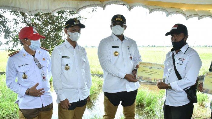 Pj Gubernur Kalsel, Safrizal ZA saat menghadiri panen raya padi unggul di Desa Beringin Jaya, Kecamatan Anjir Muara, Kabupaten Baritokuala (Batola), Rabu (24/2/2021).