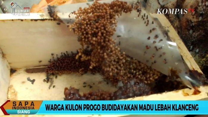 madu klanceng