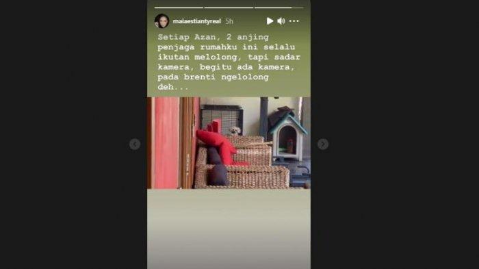 Maia Estianty ungkap keanehan anjing penjaganya.