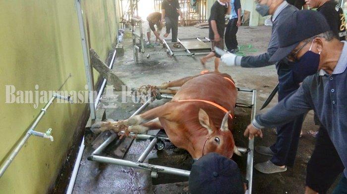 Panitia bersiap memotong sapi kurban Idul Adha 1442 H di Masjid Jami, Jalan Masjid Jami, Kelurahan Antasan Kecil Timur, Kota Banjarmasin, Provinsi Kalimantan Selatan, Selasa (20/7/2021) siang.