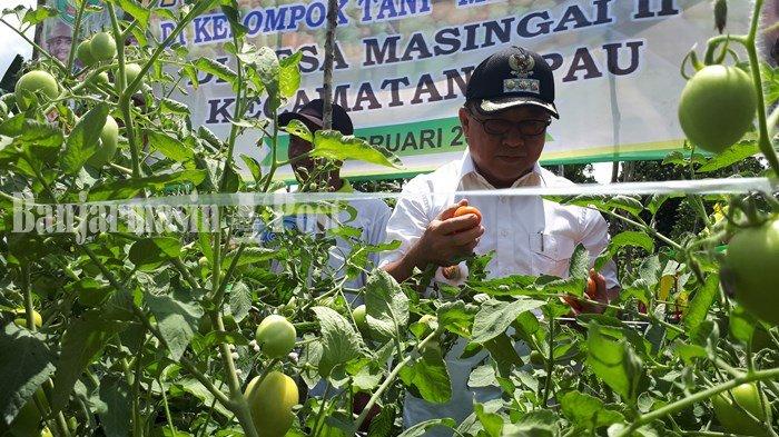 Petani di Desa Masingai, Kecamatan Upau, Kabupaten Tabalong, Kalsel saat ini sedang panen tomat.