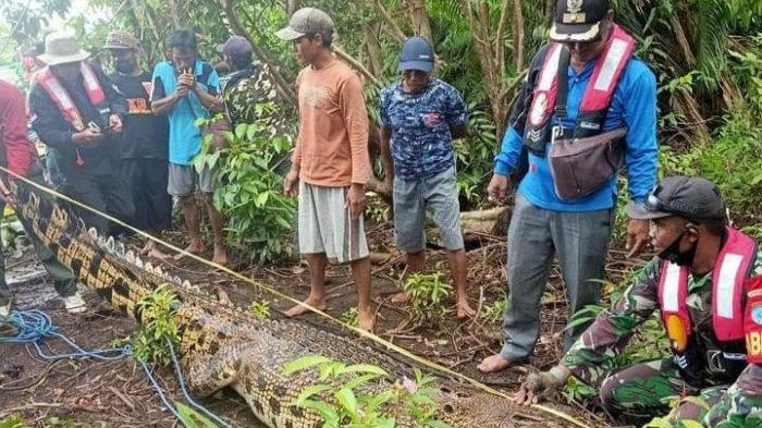 Petugas dan warga saat memeriksa kondisi buaya di DAS Sebangau Pulang Pisau Kalteng, yang mati terperangkap.