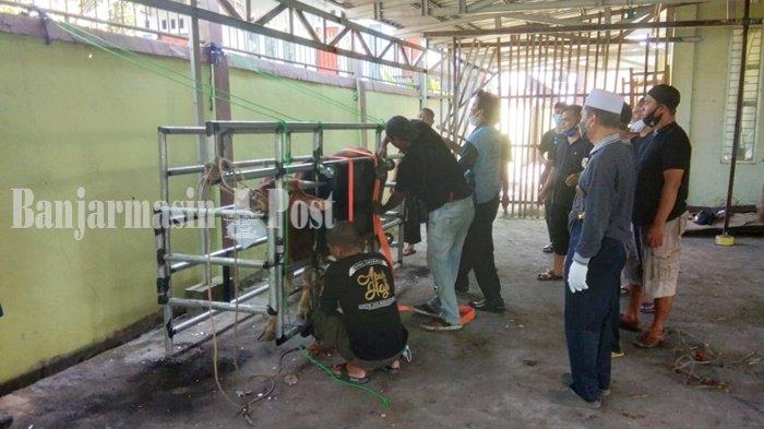 Sapi kurban Idul Adha 1442 H di Masjid Jami, Jalan Masjid Jami, Kelurahan Antasan Kecil Timur, Kota Banjarmasin, Provinsi Kalimantan Selatan, Selasa (20/7/2021) siang.