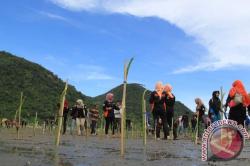 10.000 Mangrove Ditanam di Sungai Loban