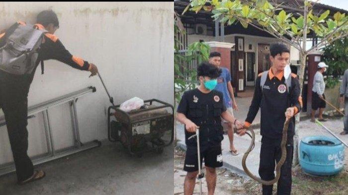 Tim Emergency Response Palangkaraya Divisi Animal Rescue, berhasil mengamankan ular King Kobra sepanjang 2 meter yang masuk ke rumah warga, Sabtu (6/11/2021)
