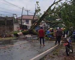 Dua Pohun Tumbang Imbas Hujan Deras dan Angin Kencang yang Menerpa Lebak