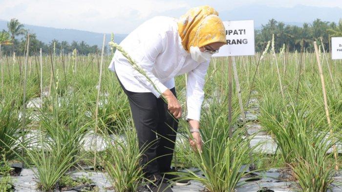 Bupati Serang Ratu Tatu Chasanah panen bunga Sedap Malam di Desa Bugel, Kecamatan Padarincang, Kabupaten Serang, Rabu (16/6/2021).