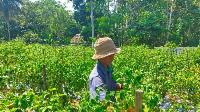 Erwin warga Kampung Cipagubag, Desa Mekarjaya, Kecamatan Cimarga, Kabupaten Lebak sukses menjadi petani cabai