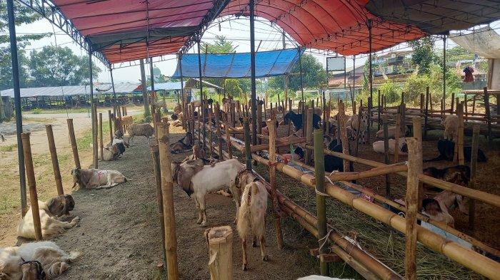 Situasi lapak dagangan hewan kurban milik Ipul di Kelurahan Taman Baru, Kecamatan Citangkil, Kota Cilegon, Sabti (17/7/2021)