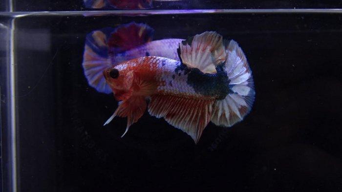 Ikan cupang jenis plakat.