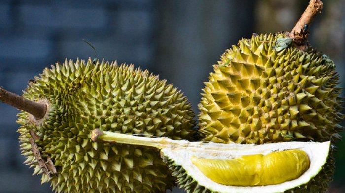 Ilustrasi durian - 5 Tips Mudah Memilih Durian dengan Daging Tebal dan Manis