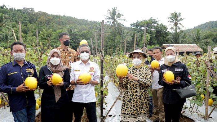 Bupati Serang Ratu Tatu Chasanah panen raya buah melon golden alisha di Kampung Gurait, Desa Melati, Kecamatan Waringin Kurung, Kamis (23/12/2021).