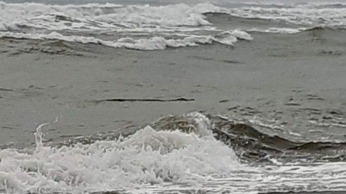 Penampakan buaya di bibir Pantai Bayah, Lebak.