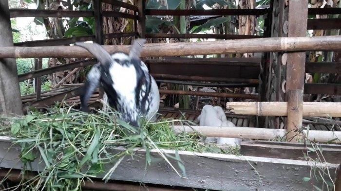Kambing milik Masar (70) dan Hasan (36) di bilangan Palem Bintaro, Pondok Aren, Tangsel, Sabtu (29/6/2019).