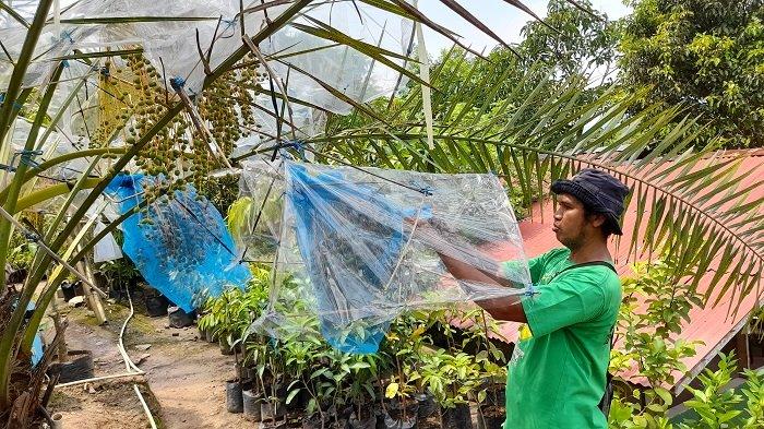 Perkebunan agrowisata Waras Farm, Cikerai, Kecamatan Cibeber, Kota Cilegon, Banten, Minggu (18/4/2021). Ada banyak jenis pohon kurma di perkebunan tersebut.