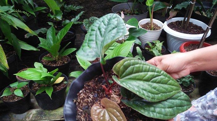Tanaman hias Anthurium Sirih