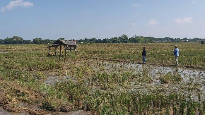 Sejumlah warga melihat gubuk lokasi 5 orang tersambar petir, 3 di antaranya meninggal dunia. Mereka tersambar petir saat sedang berteduh di areal persawahan Desa Cibelok, Kecamatan Taman, Kabupaten Pemalang, Jawa Tengah.