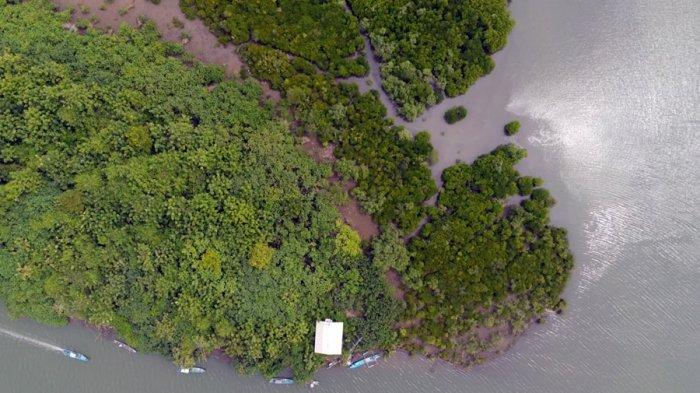 Kawasan hutan mangrove di Segara Anakan, Kabupaten Cilacap.