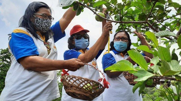 Pengunjung Agrowisata Purwosari memetik buah jambu kristal, Minggu (25/10/2020).