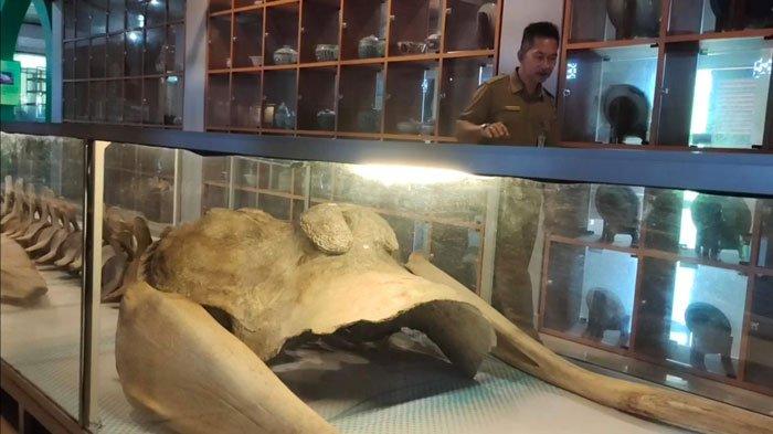 Koleksi satwa laut langka, kerangka Gajah Mina di Museum Linggam Cahaya, Daik, Kecamatan Lingga, Kabupaten Lingga, Provinsi Kepri. Foto diambil Senin (18/7/2022)