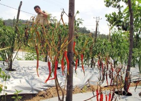 Indonesia Negara Agraris, Tapi Komoditi Bergantung Negara Lain?