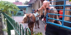 Mau Disembelih, Si Merah Berontak