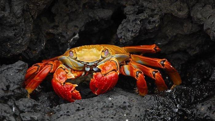 Kepiting merah