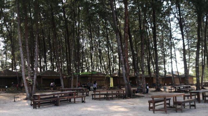 Beginilah tampak suasana Wisata Pohon Pinus di Bintan Blue Coral, Kabupaten Bintan, Provinsi Kepulauan Riau