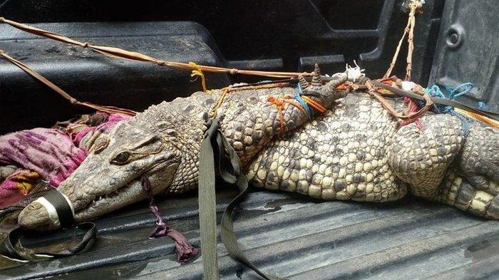 ILUTRASI - Seekor buaya dengan bobot ditaksir 50 kilogram dievakuasi dari Kali Pesanggrahan, Sawangan, Depok, Jumat (31/7/2020).