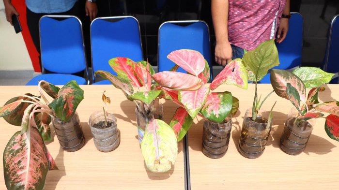 Ekspos kasus pencurian tanaman Aglaonema di Polres Karimun, Jumat (12/2/2021).