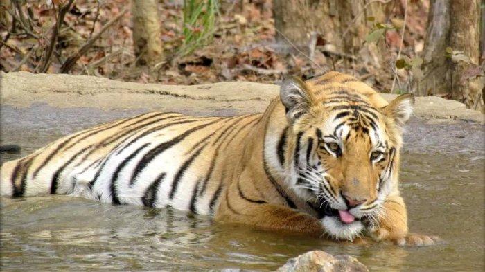 Harimau yang dijuluki Gelandangan ini pertama kali ditangkap pada Desember 2018. Ilustrasi