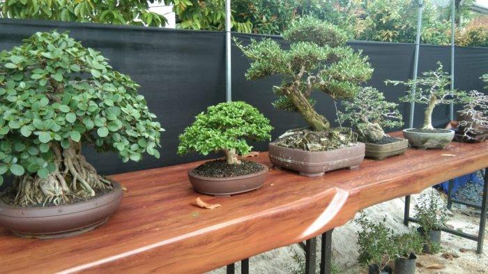 Ketua PPBI Cabang Kota Tanjungpinang, Masroni saat mendemonstrasikan cara perawatan tanaman bonsai di Warung Kopi WW, Jalan Ahmad Yani, Kota Tanjungpinang, Rabu, (7/4/2021).