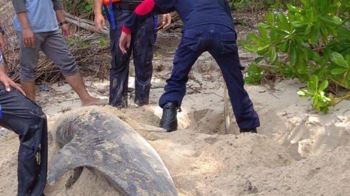 Lumba-Lumba Terdampar di Pantai Tanjung Natuna Penuh Luka, Begini Kondisinya. Foto evakuasi lumba-lumba yang terdampar di Pantai Tanjung Natuna beberapa waktu lalu.