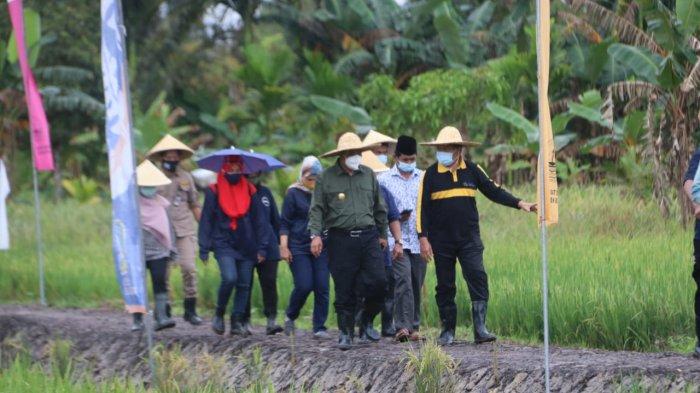 PJS BUPATI BINTAN - Suasana saat Pjs Bupati Bintan, Buralimar melaksanakan kegiatan panen raya padi,di Desa Bintan Buyu Kecamatan Teluk Bintan,Kamis (26/11/2020).