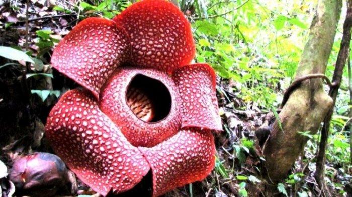 Bunga padma Nusantara atau Raflesia_arnoldii