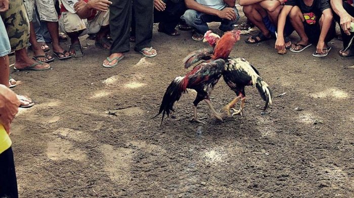 Sabung ayam. Ilustrasi