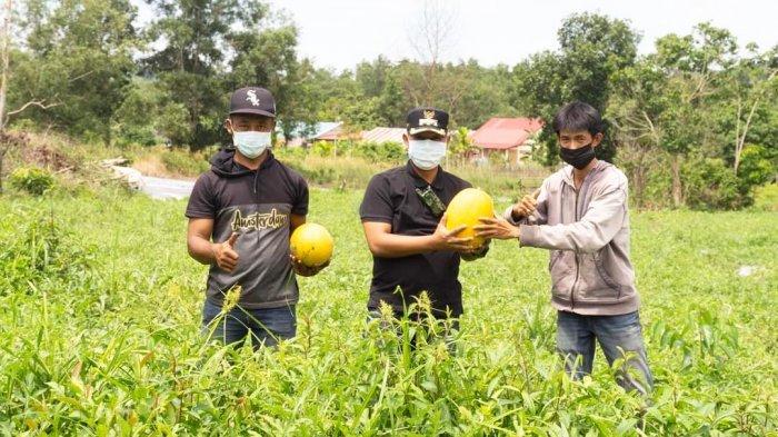 Wakil Bupati Lingga, Neko Wesha Pawelloy saat panen di Kebun Sirih, Desa Batu Kacang, Kecamatan Singkep, Kabupaten Lingga, Minggu (18/4/2021).