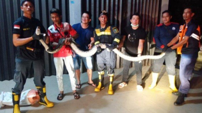 Regu 3 BPBD Beltim saat mengevakuasi ular sanca batik berukuran 4,5 meter di rumah warga di Desa Mekar Jaya, Manggar, Selasa (6/4/2021) malam