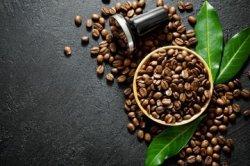 Dua Kali Lipat Manfaatnya, Minum Rebusan Daun Kopi Ampuh Hentikan Sel Kanker dan Bikin Awet Muda