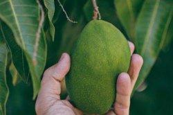 Kolestrol Manjur dengan Daun Mangga, Juga Bisa Menghambat Pertumbuhan Sel Kanker!