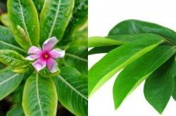 Hilangkan Benjolan di Payudara Hanya dengan Bahan-Bahan Obat Alami Ini!