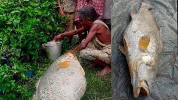 Seorang nenek mendadak kaya dalam semalam setelah ia berhasil menangkap ikan Gulama seberat 52 kilogram.