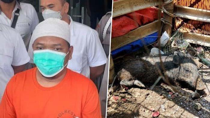 Babi Ngepet di Depok Ternyata Rekayasa (kanan), Pelaku Penipuan Ditangkap (kiri), Asal Usul Babi Kini Terungkap