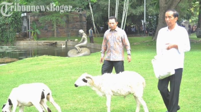 Domba garut milik Jokowi yang dilepas di Halaman Istana Bogor
