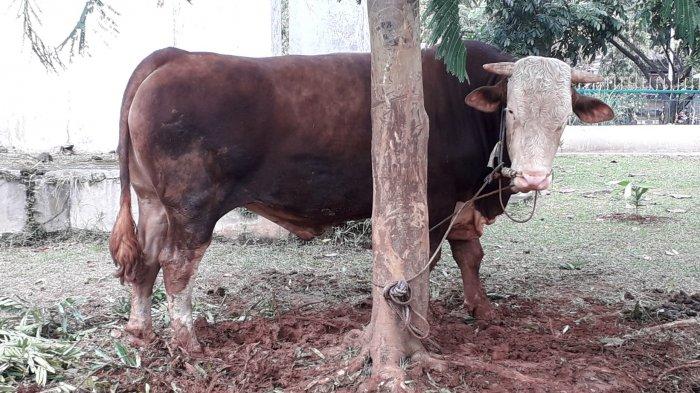 Hewan kurban sapi di Masjid Agung Baitul Faidzin, Cibinong, Kabupaten Bogor.