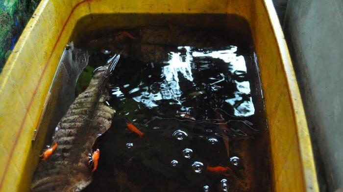 Lobster air tawar milik Aji Tribusono Wibowo