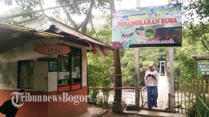 Penangkaran Rusa di Cariu, Kabupaten Bogor